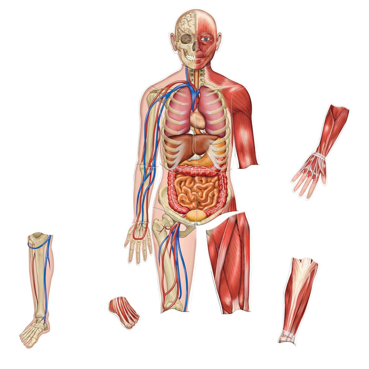 Learning Resources&#xAE; Double-sided Magnetic Human Body 